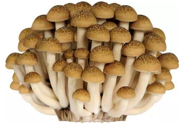 http://www.samuynati.com/ewebeditor/uploadfile/20170914091421667001.png
