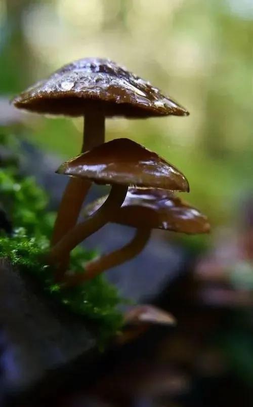 國(guó)家蘑菇地理：中國(guó)哪里的蘑菇最好吃？