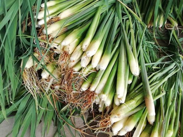 國(guó)家蘑菇地理：中國(guó)哪里的蘑菇最好吃？