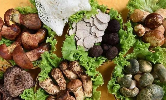 國(guó)家蘑菇地理：中國(guó)哪里的蘑菇最好吃？