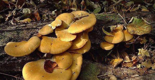 國(guó)家蘑菇地理：中國(guó)哪里的蘑菇最好吃？