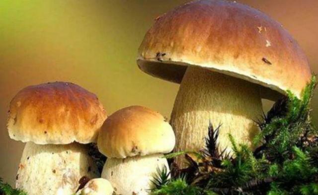 國(guó)家蘑菇地理：中國(guó)哪里的蘑菇最好吃？