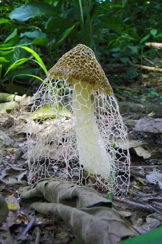 國(guó)家蘑菇地理：中國(guó)哪里的蘑菇最好吃？