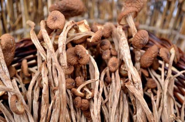 國(guó)家蘑菇地理：中國(guó)哪里的蘑菇最好吃？